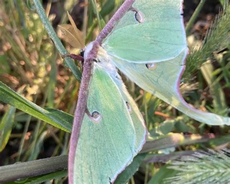 Actias luna - Faits, Alimentation, Habitat & Photos sur Animalia.bio