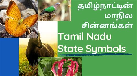 Tamil Nadu State Flowers Name In | Best Flower Site