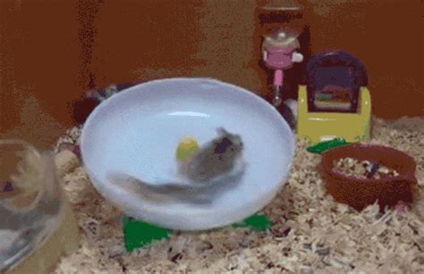 gif hamster gifs | WiffleGif