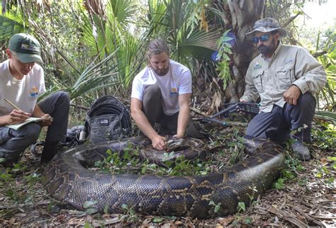 What Happens To Captured Florida Pythons?