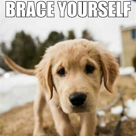 Funniest Golden Retriever Memes - K9nerds.com