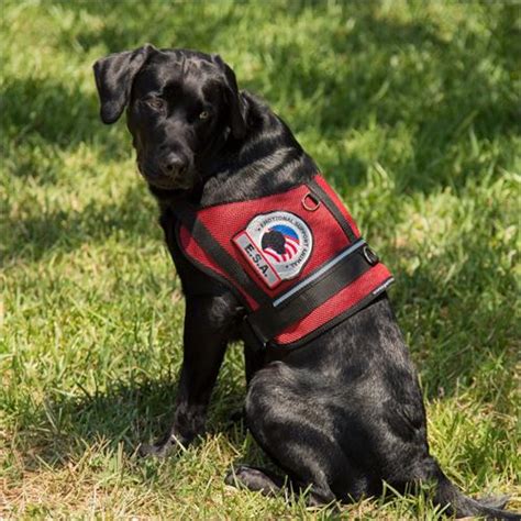 Emotional Support Dog Vest for Large ESA Support Dogs