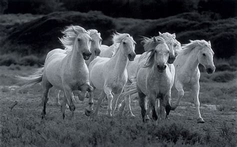 Seven White Horses Wallpaper 946293 Source - 7 White Horse Running ...