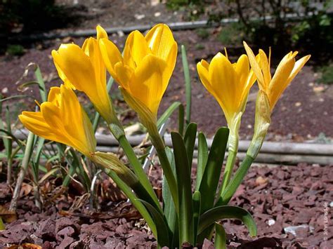 Sternbergia lutea - Alchetron, The Free Social Encyclopedia