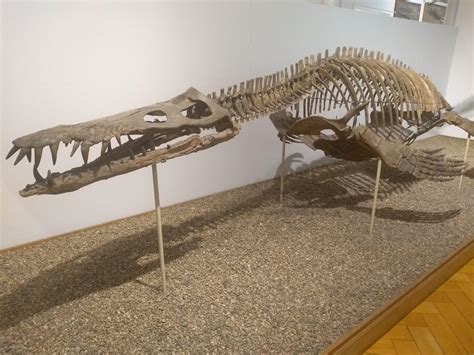 Liopleurodon ferox at my university : r/Dinosaurs