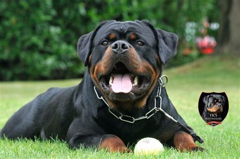 King Rottweilers uses CH. TK's New Yorker for the sire of their next litter