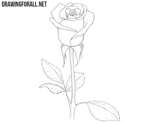 How to Draw a Rose for Beginners