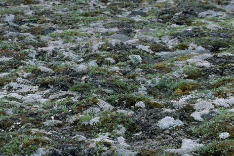 Tundra Lichens