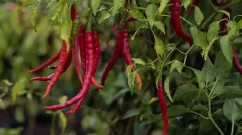 Chile De Arbol: Type, Origin, Scoville, Flavor, Uses