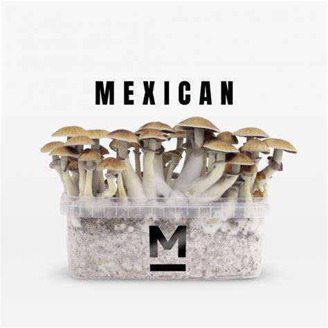 Buy Magic Mushroom Grow Kit Mexican by Mondo Online