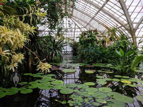 AboutOrchids » Blog Archive » Conservatory of Flowers in Golden Gate Park