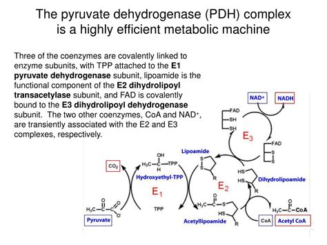 PPT - Redox Reactions in Metabolism: Standard reduction potentials, coenzymes in metabolism, and ...