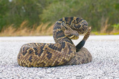 8 Types of Venomous Snakes in Your Yard