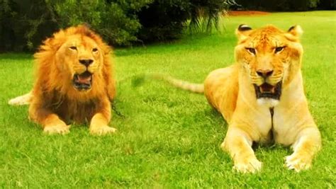 Liger vs Lion