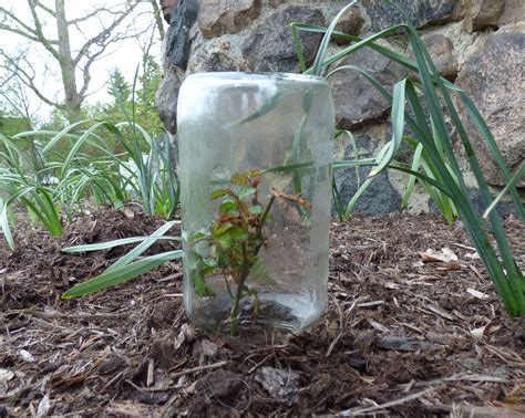 Rooting Roses: Growing Roses From Cuttings