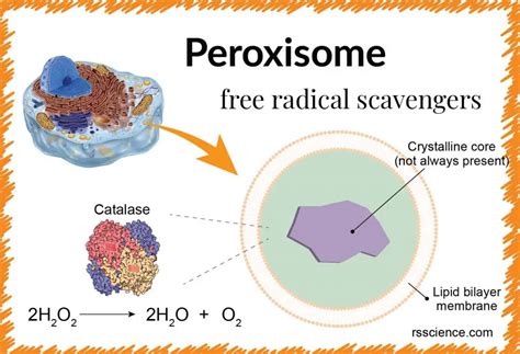 Peroxisome - free-radical scavengers - definition, structure, function ...