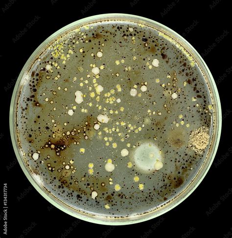 Colonies of bacteria and fungi on a petri dish (agar plate) isolated on ...