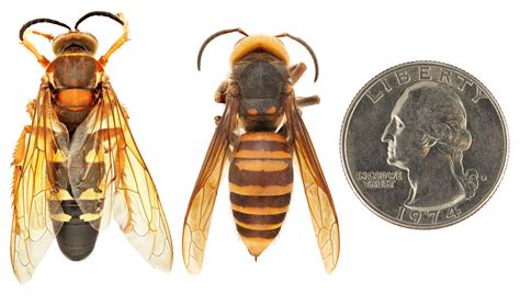 Sphecius speciosus | North American Hornet Screening Tool