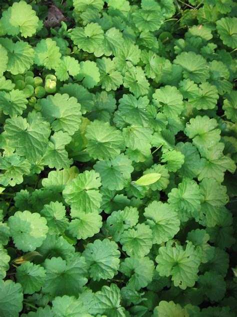 creeping ground cover plant ID (wildcrafting forum at permies)