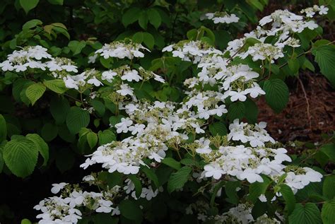 Viburnum plicatum tomentosum 'Shasta' – Nurseries Caroliniana