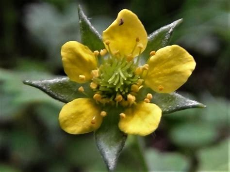 Wood Avens, Herb Bennet, Colewort, St Benedicts Herb, Geum urbanum