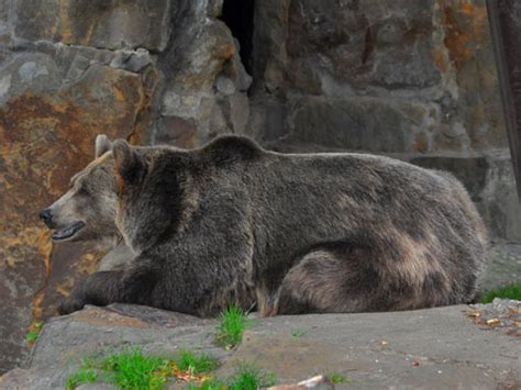 The animals at Berlin Zoological Garden in Berlin, Germany