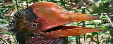 Helmeted Hornbill | W-T-W.org