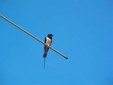 Free Images : nature, wing, sky, line, spring, mast, blue, street light ...