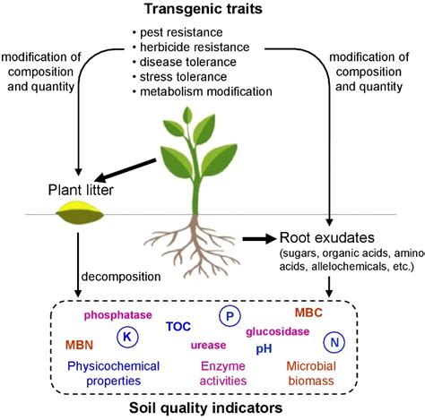 Plants | Free Full-Text | Assessing Impacts of Transgenic Plants on ...