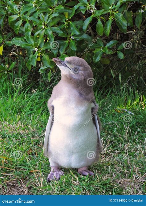 Yellow-eyed Baby Penguin Stock Photo - Image: 37124500