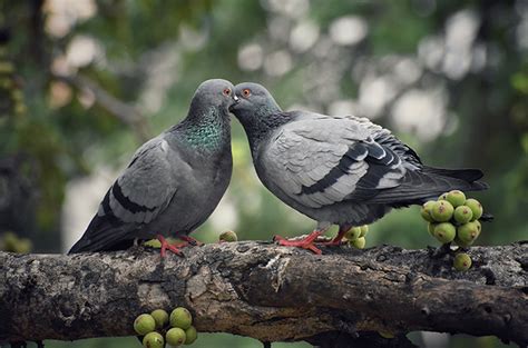 Ketahui Ciri-Ciri Burung Merpati yang Sehat