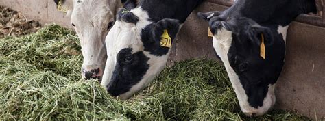 Top 160+ Two types of food requirements of dairy animals - Merkantilaklubben.org