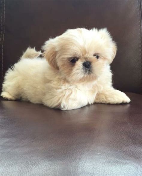 Shih tzu for sale/Shih tzu for sale near me/Shih tzu near me for sale