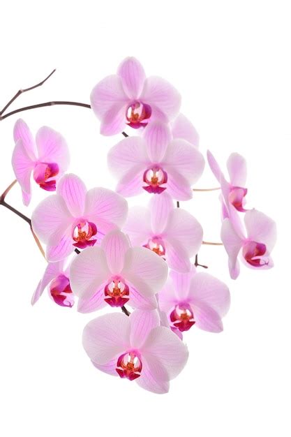 Premium Photo | Pink orchid