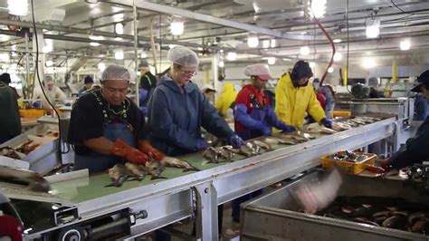 Processing salmon fish at the local Petersburg Cannery in Alaska - YouTube