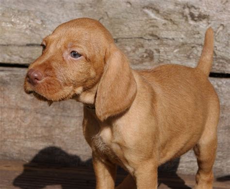 Wirehaired Vizsla Info, Temperament, Puppies, Pictures