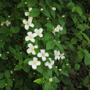 Philadelphus inodorus (Scentless Mock-Orange), Scentless Mock Orange ...