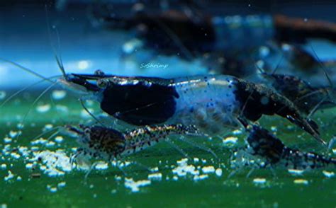 Amazon.com : 5 Carbon Rili Shrimp - Neocaridina davidi Live Freshwater Aquarium Shrimp - 1/4 to ...