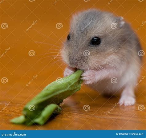 Hamster Babies 13 Stock Photo - Image: 5000220