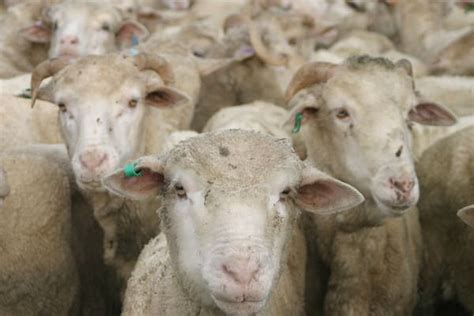 Victorian sheep flocks face pain relief regulation for mulesing - Sheep ...