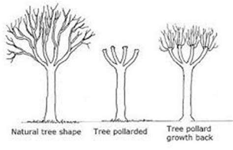 What is Pollarding and Why is it Needed? | Take A Bough