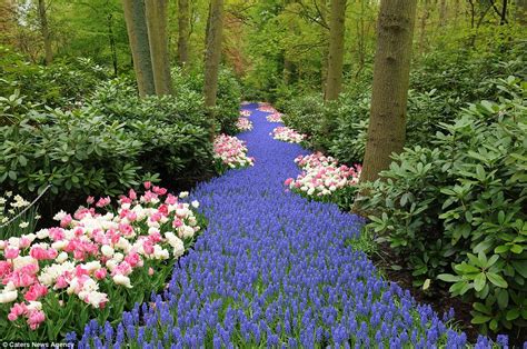 Seven million bulbs bloom to mark the beginning of spring in the world's largest flower garden ...