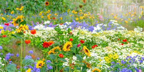 30 Flowers that Bloom in Summer - Annuals and Perennials For Late Summer