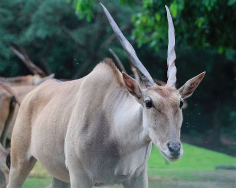 Close up of Antelope with Horns · Free Stock Photo