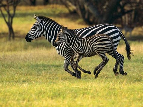 Zebras Running Free - Animals of Africa Photo (33797735) - Fanpop