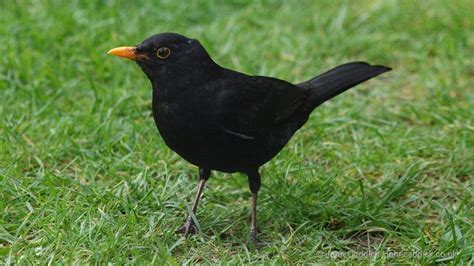 Common Blackbird adult male - John Caddick | John Caddick