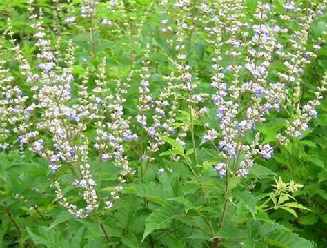 Vitex negundo seed | BELL Garden Company,Wholesale Plant seeds,Alive roots,Medicinal herbs ...