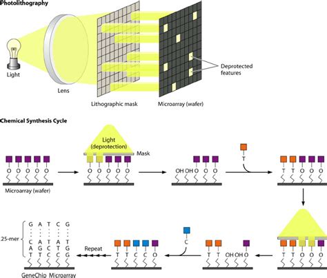 Affymetrix GeneChip oligonucleotide microarray. (Top) Photolithography ...