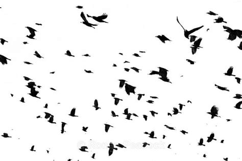 crow flock | Pin by Audrie Encarnacion on Flock Of Crows | Pinterest ...