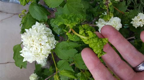 diagnosis - Why are the leaves curling on my snowball bush? - Gardening & Landscaping Stack Exchange